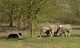 BORDER COLLIE - MOUTONS 043